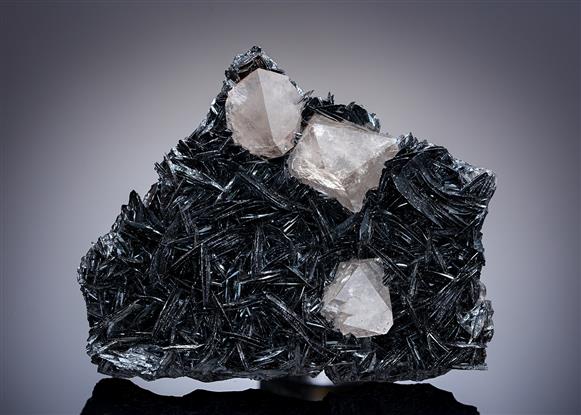CC11149 specimen image