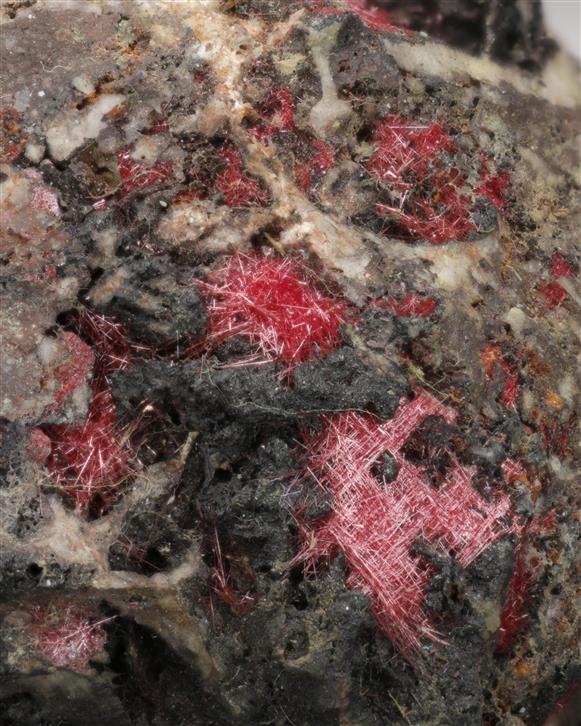 CC11436 specimen image
