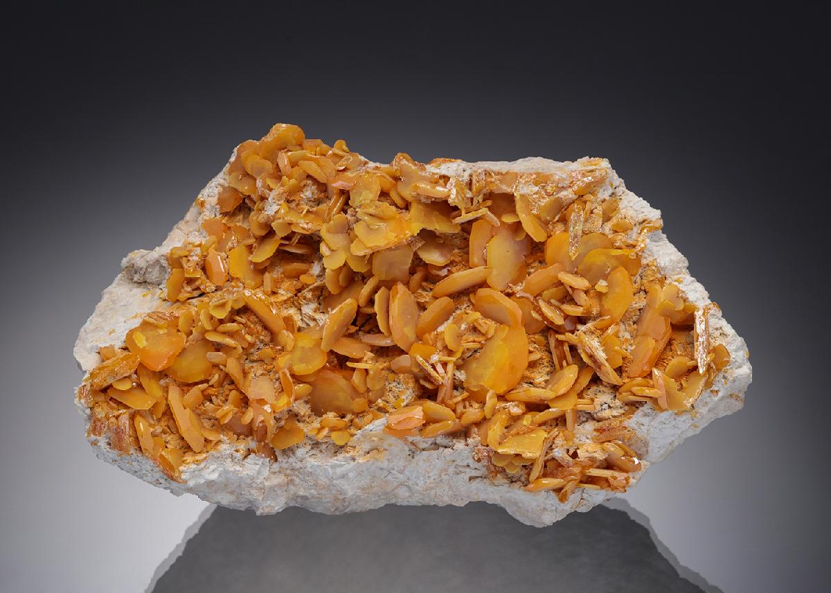 CC12882 specimen image