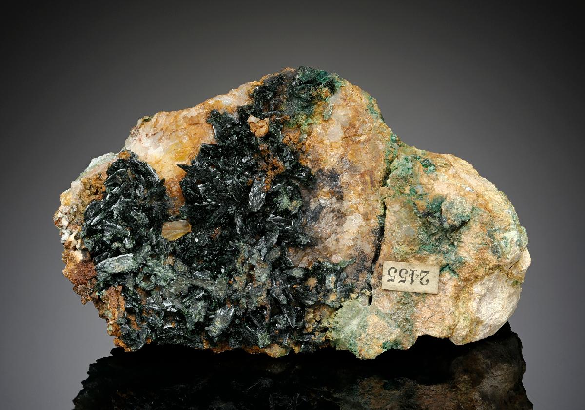 CC13237 specimen image