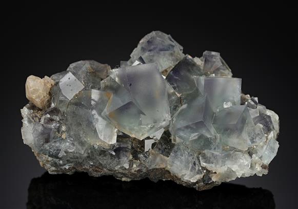 CC13781 specimen image