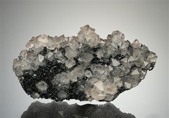 CC14114 specimen image