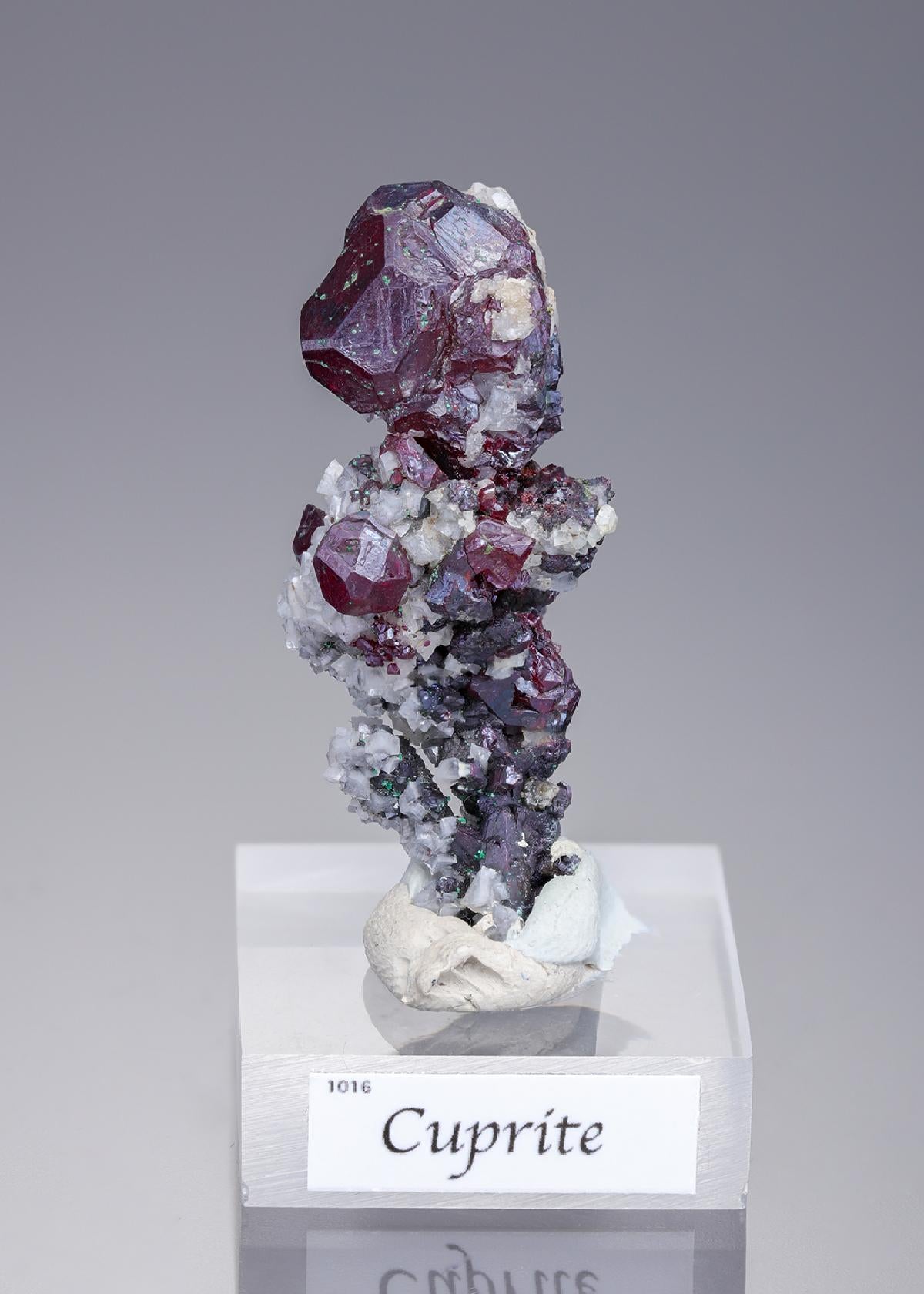 CC15898 specimen image