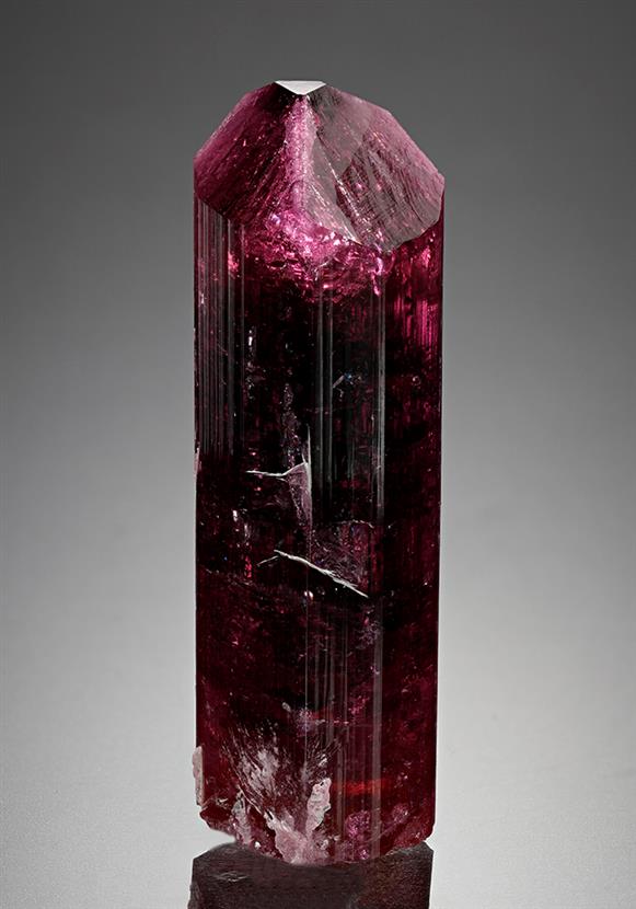 CC16556 specimen image