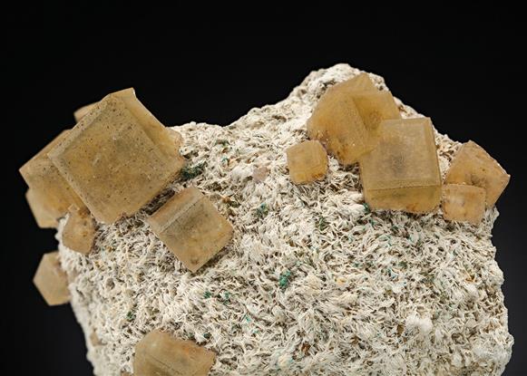 CC16879 specimen image