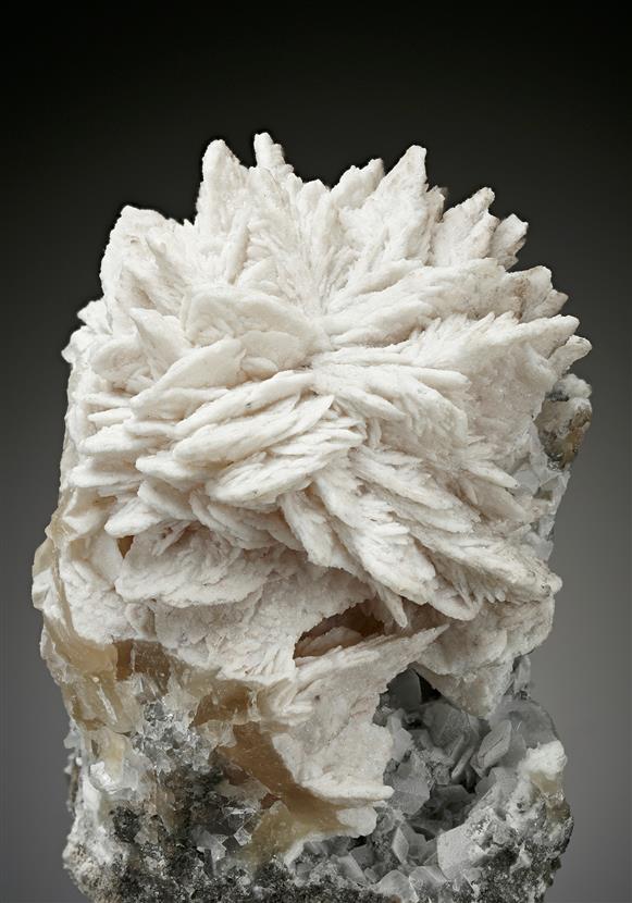CC17380 specimen image