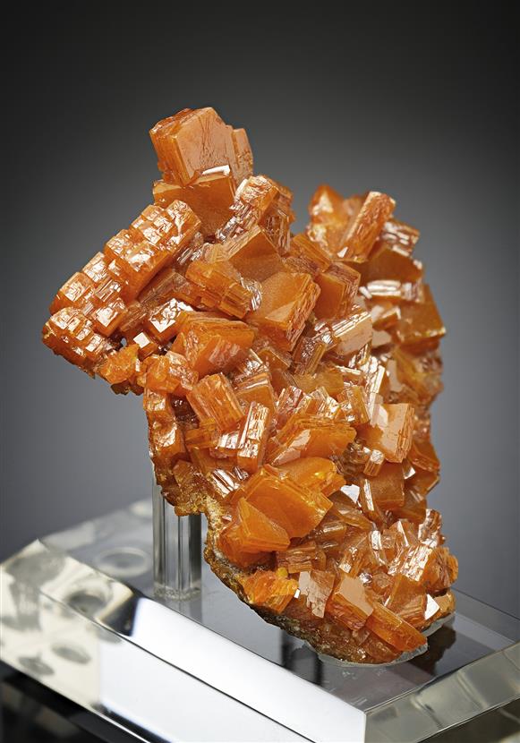 CC17566 specimen image