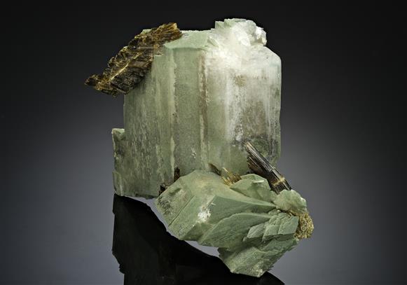 CC17582 specimen image