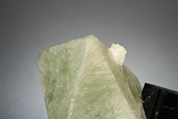 CC17597 specimen image