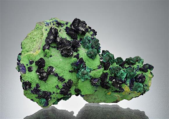 CC17655 specimen image