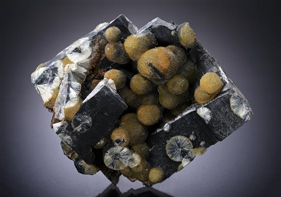 CC17758 specimen image