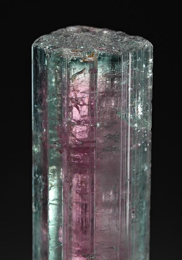 CC19063 specimen image