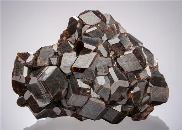 CC19557 specimen image