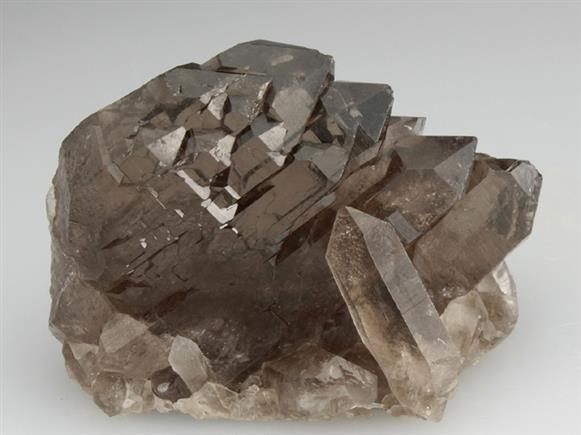 CC2018 specimen image