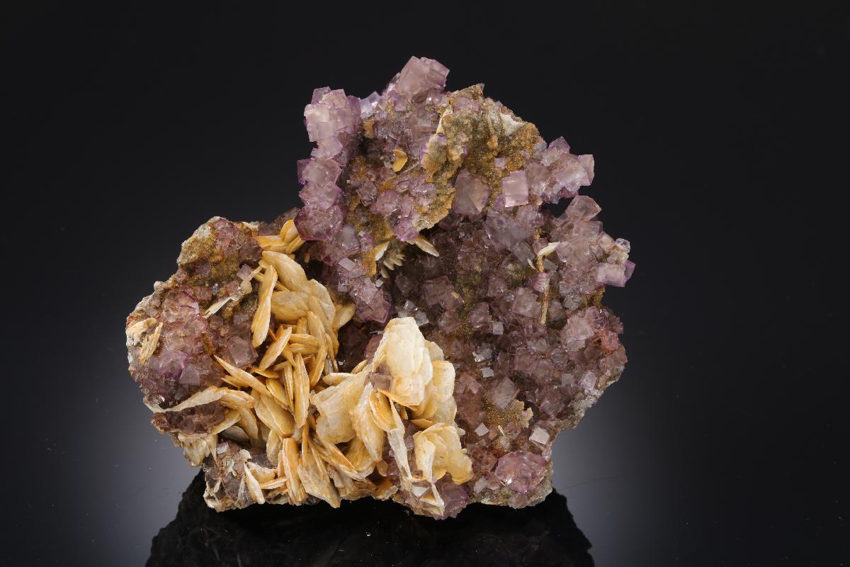 CC21265 specimen image