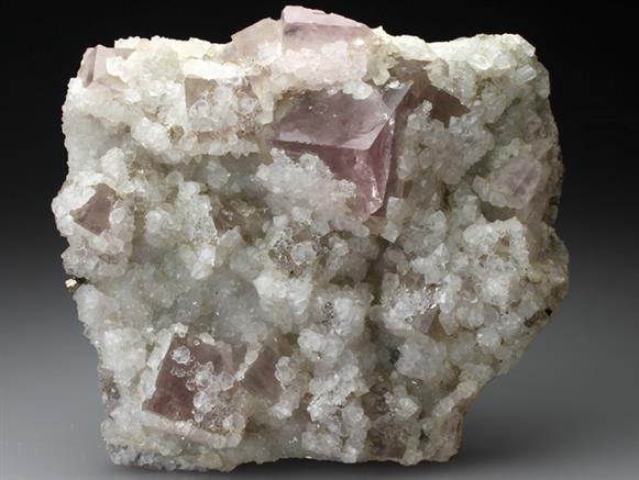 CC2441 specimen image