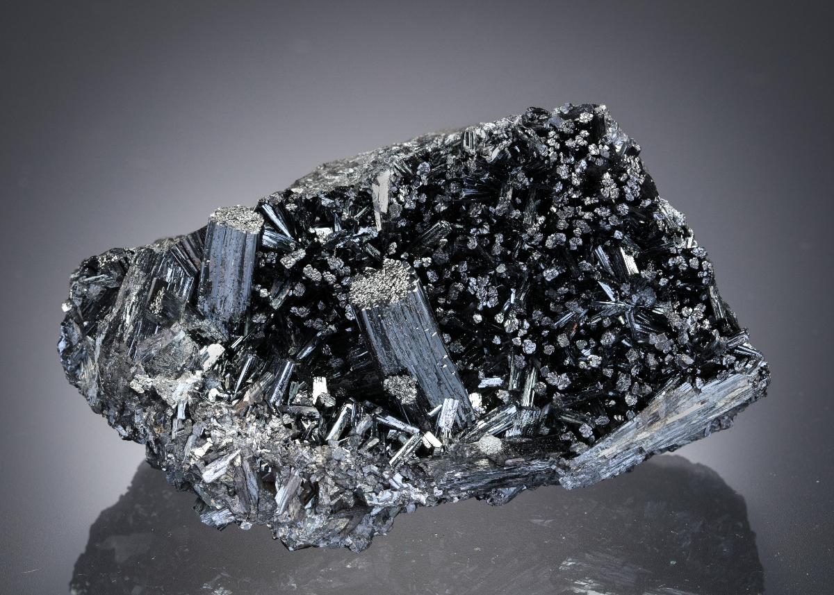 CC28369 specimen image