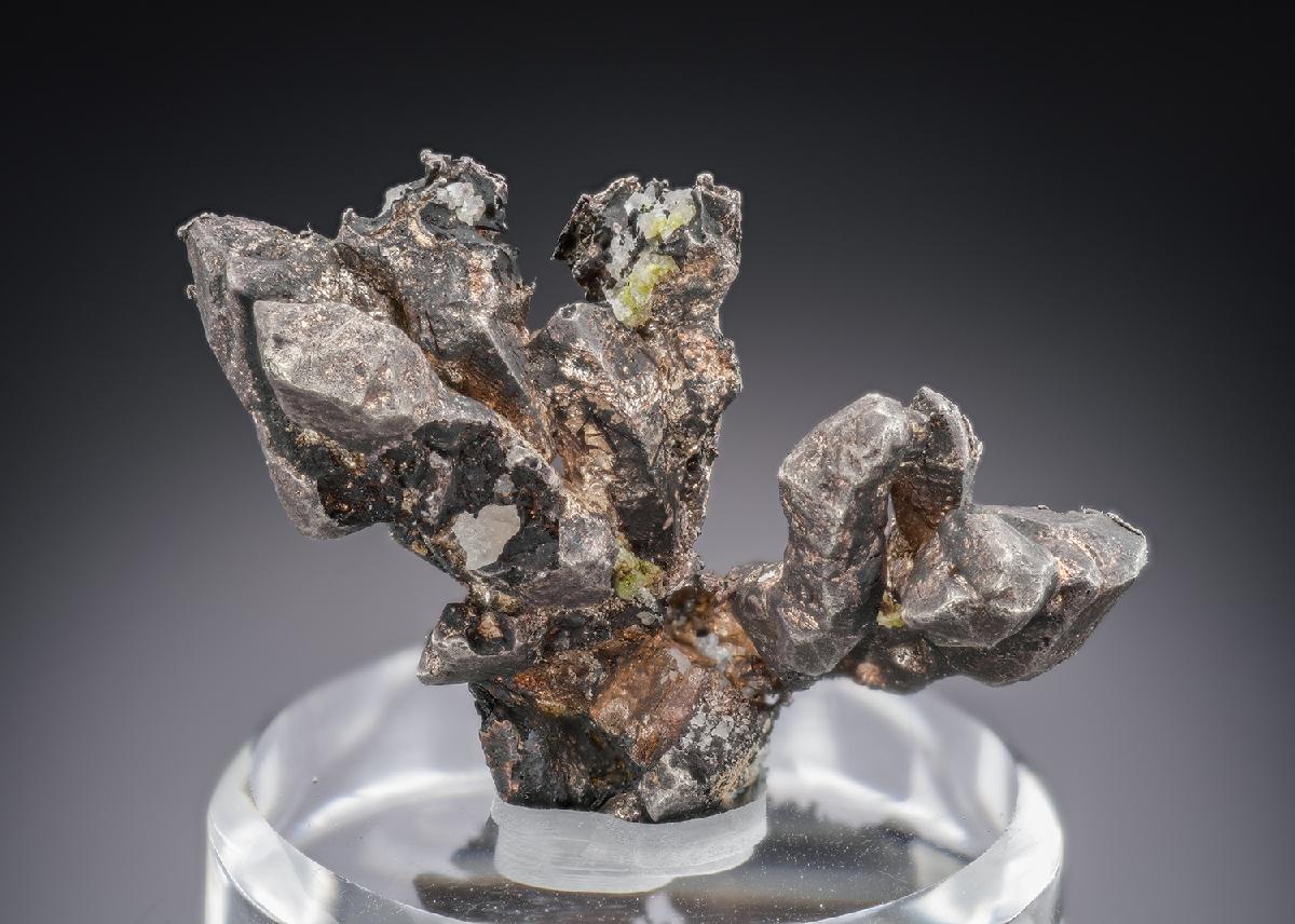 CC30379 specimen image