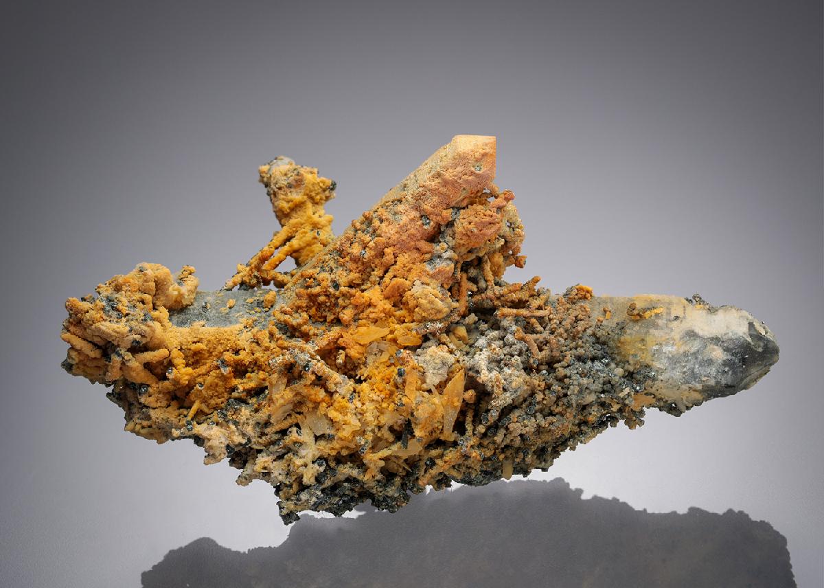 CC31780 specimen image