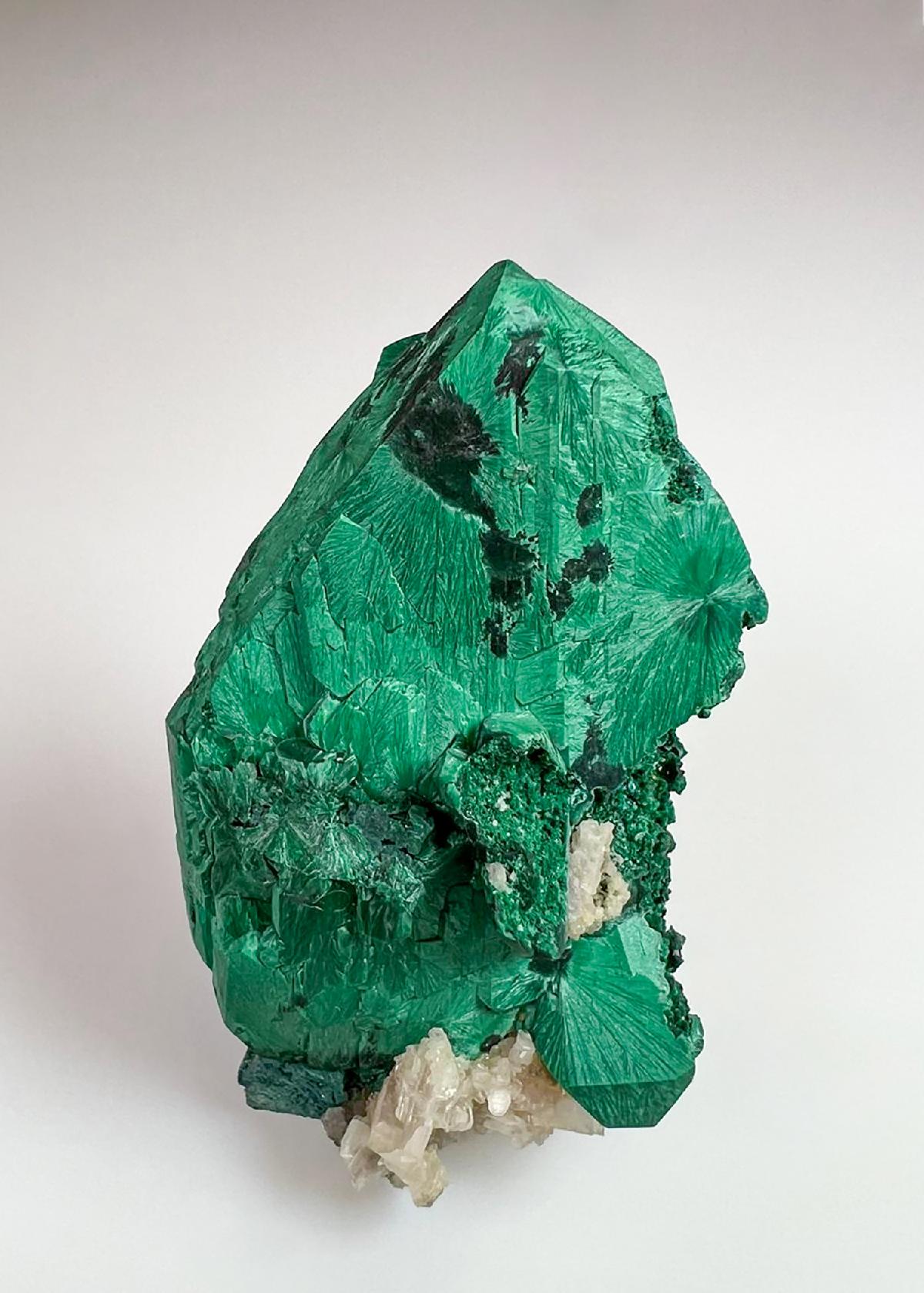 CC36876 specimen image