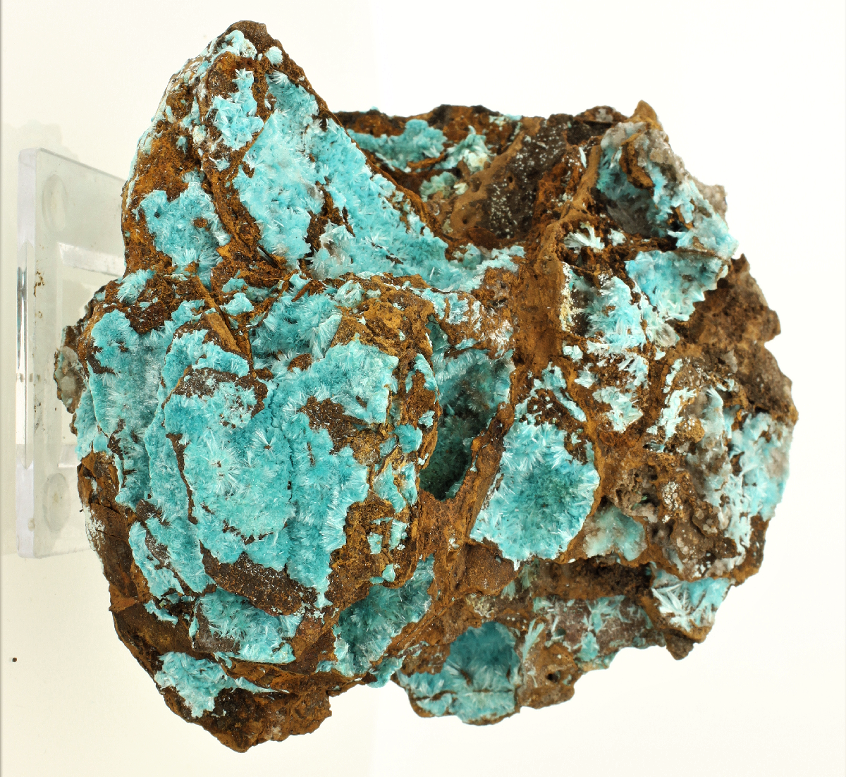 CC3693 specimen image