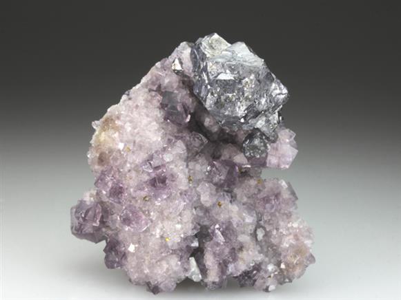CC4291 specimen image