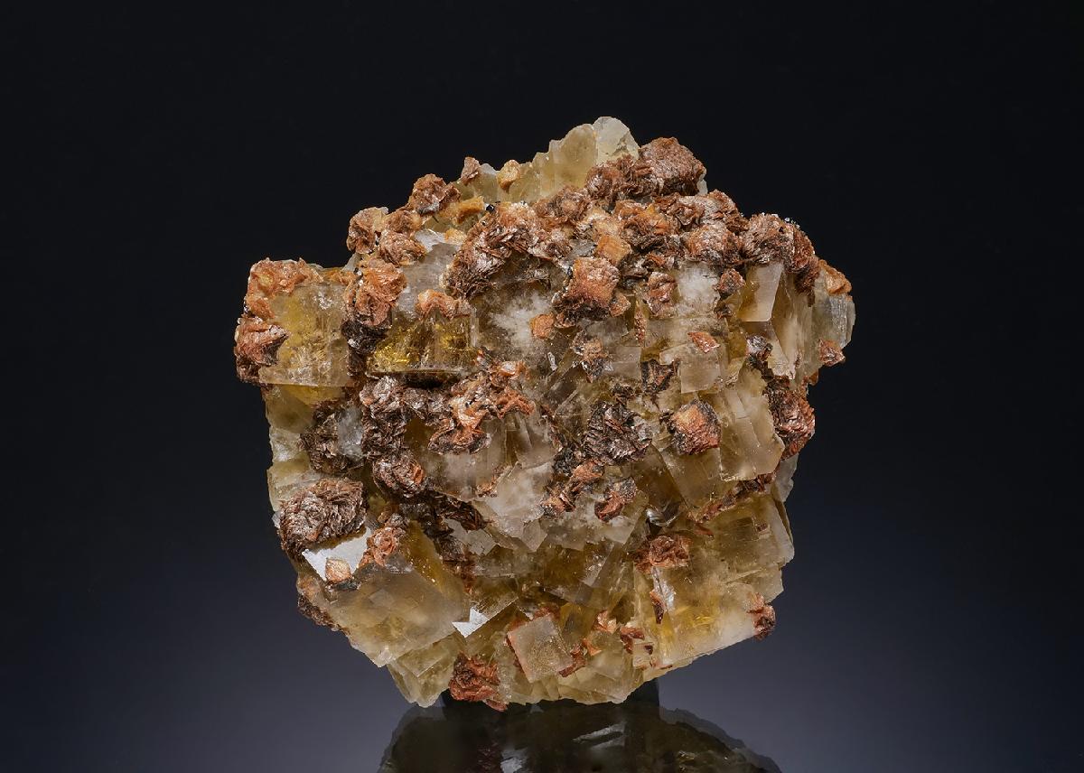 CC48410 specimen image