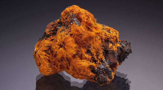 Friday Update – Rare Species