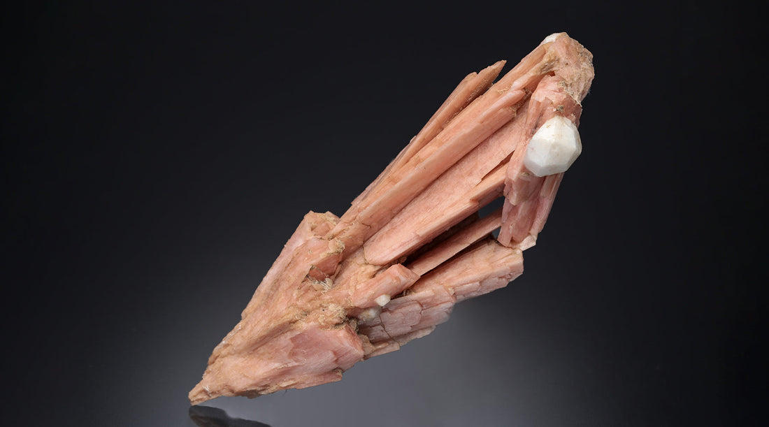 Tuesday Update – Rare Species