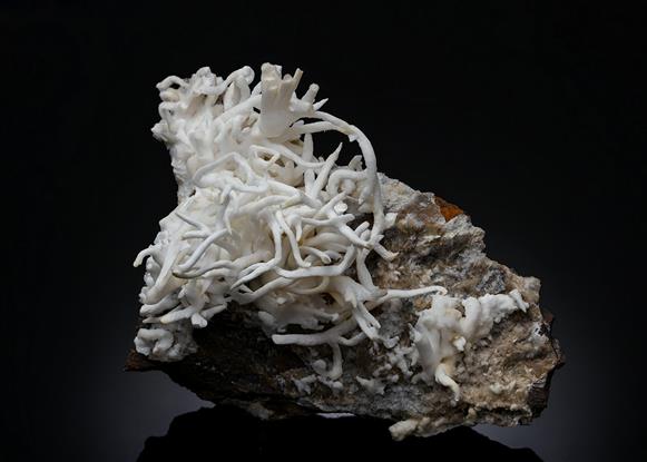 CC10204 specimen image