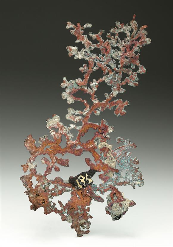CC10310 specimen image