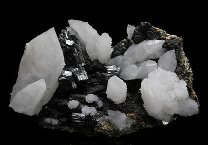 CC10590 specimen image