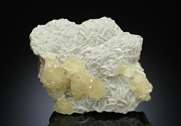 CC10753 specimen image