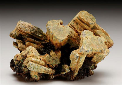 CC10934 specimen image