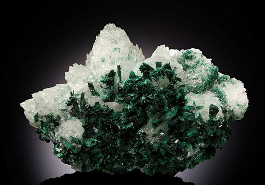CC10962 specimen image