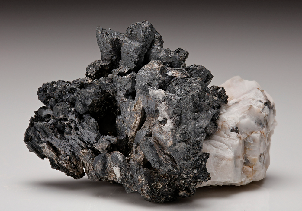 CC11046 specimen image