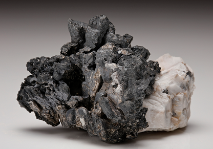 CC11046 specimen image