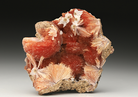 CC11051 specimen image