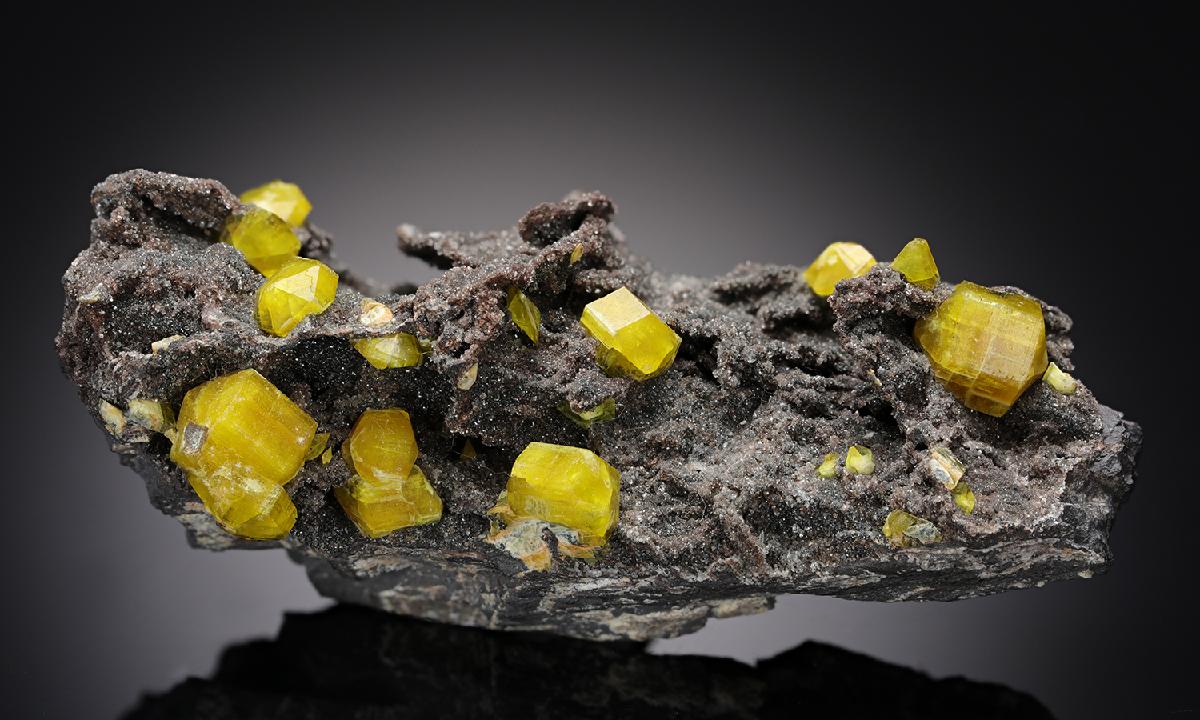 CC11101 specimen image