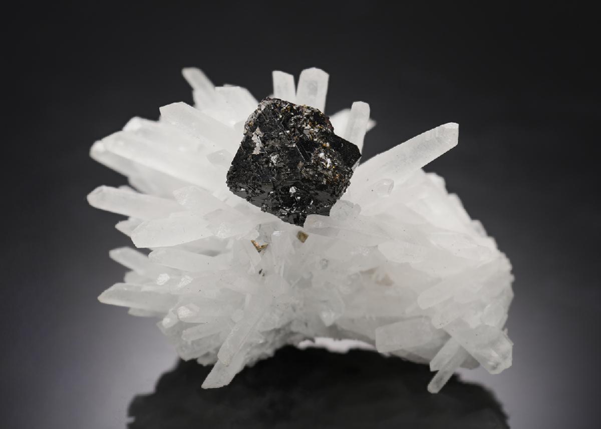 CC11106 specimen image