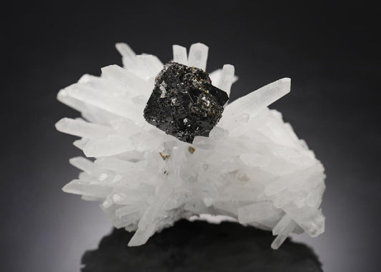 CC11106 specimen image