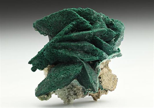 CC11187 specimen image