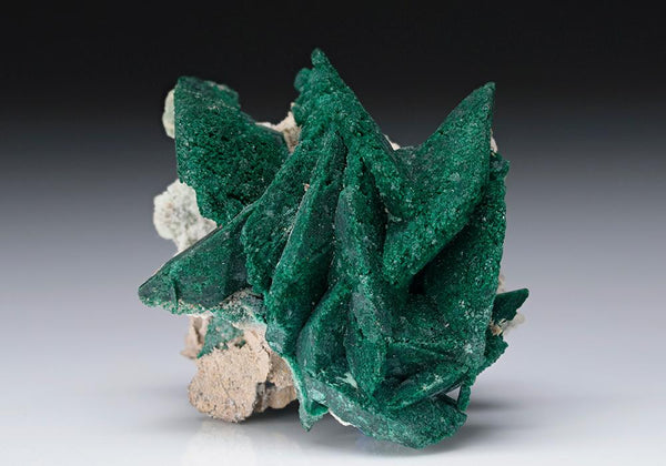 CC11187 specimen image