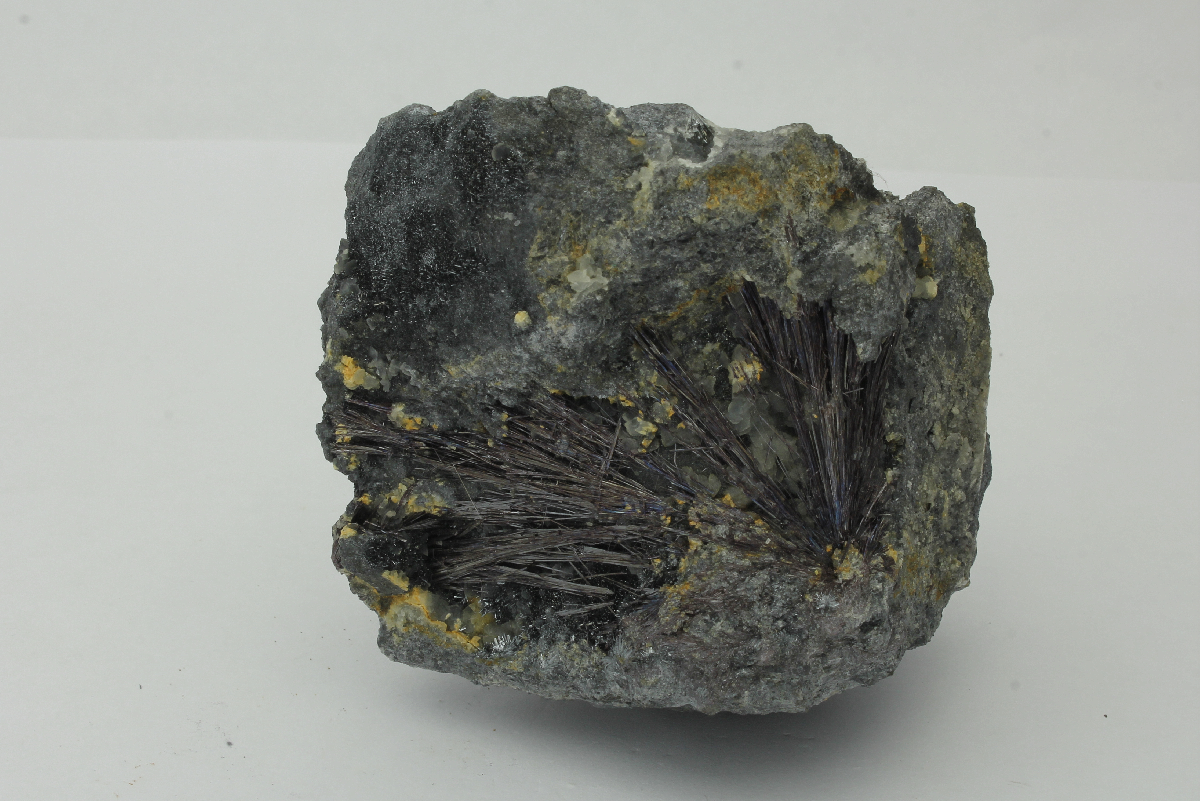 CC11221 specimen image