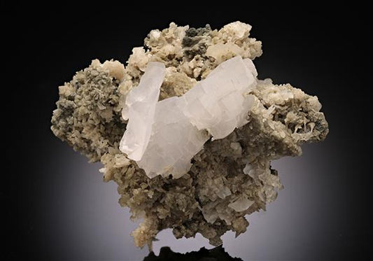 CC11231 specimen image