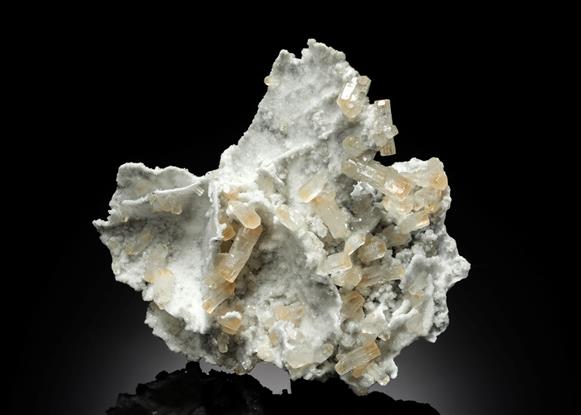 CC11277 specimen image