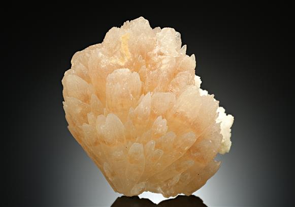 CC11285 specimen image