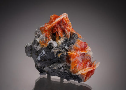 CC11307 specimen image