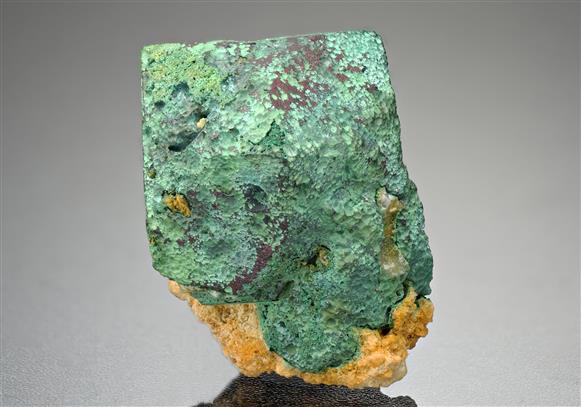 CC11310 specimen image