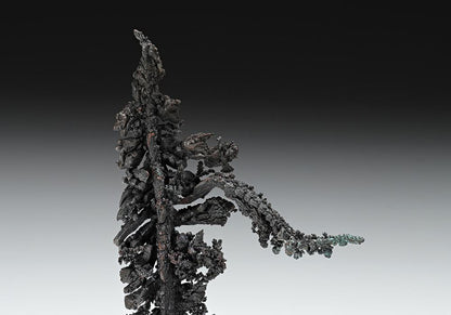 CC11361 specimen image